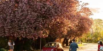 В Ужгороді пік цвітіння сакур: фото, які заворожують красою — Закарпаття