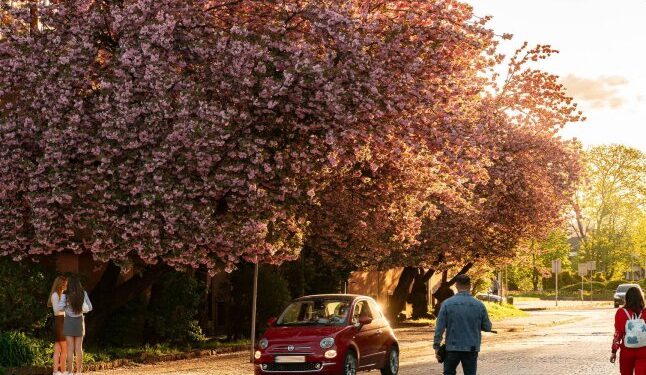 В Ужгороді пік цвітіння сакур: фото, які заворожують красою — Закарпаття