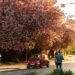 В Ужгороді пік цвітіння сакур: фото, які заворожують красою — Закарпаття
