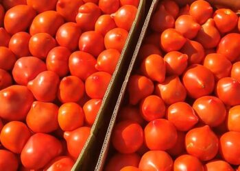 Перші партії українських тепличних помідорів з’явились на ринку – Техніка