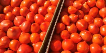 Перші партії українських тепличних помідорів з’явились на ринку – Техніка