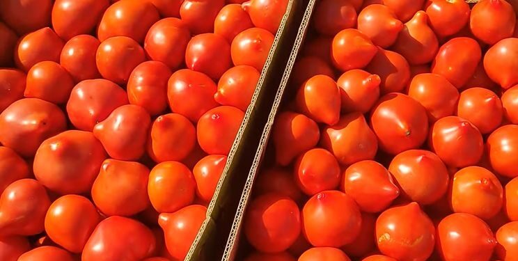 Перші партії українських тепличних помідорів з’явились на ринку – Техніка