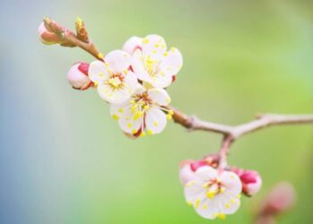 Чи довго буде холодно: з якого числа прийде потепління та +15 градусів — Закарпаття