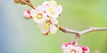 Чи довго буде холодно: з якого числа прийде потепління та +15 градусів — Закарпаття