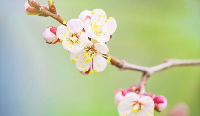 Чи довго буде холодно: з якого числа прийде потепління та +15 градусів — Закарпаття