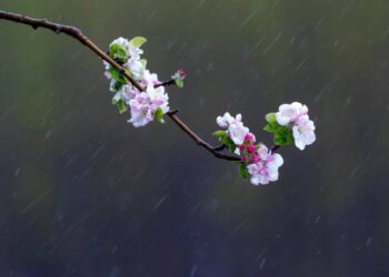 На Закарпатті вдень дощитиме, у другій половині дня — грози — Закарпаття