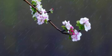 На Закарпатті вдень дощитиме, у другій половині дня — грози — Закарпаття