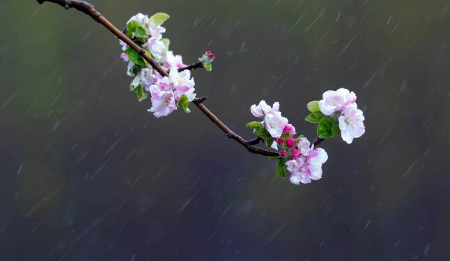 На Закарпатті вдень дощитиме, у другій половині дня — грози — Закарпаття