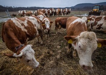 Через спалахи ящура в угорщині і Словаччині відбулося позачергове засідання ДНПК при Кабміні