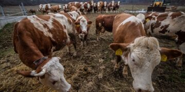 Через спалахи ящура в угорщині і Словаччині відбулося позачергове засідання ДНПК при Кабміні