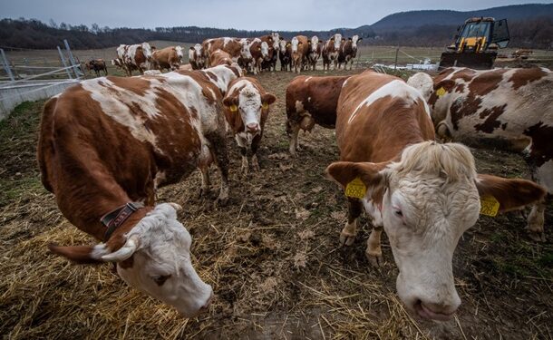 Через спалахи ящура в угорщині і Словаччині відбулося позачергове засідання ДНПК при Кабміні