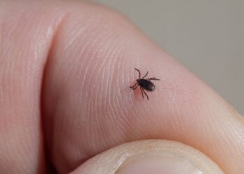 Кліщі обирають за групою крові: кому загрожує більший ризик укусу — Закарпаття