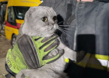 “Кожне життя важливе”: у ДСНС показали тварин, врятованих з-під завалів у Києві (ВІДЕО) –