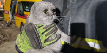 “Кожне життя важливе”: у ДСНС показали тварин, врятованих з-під завалів у Києві (ВІДЕО) –