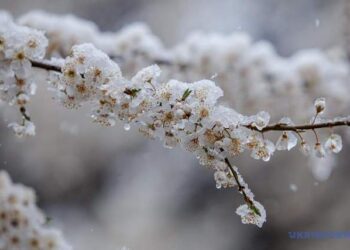 Крижаний дощ на Закарпатті: аграрії борються за врожай у квітучих садах –