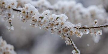Крижаний дощ на Закарпатті: аграрії борються за врожай у квітучих садах –