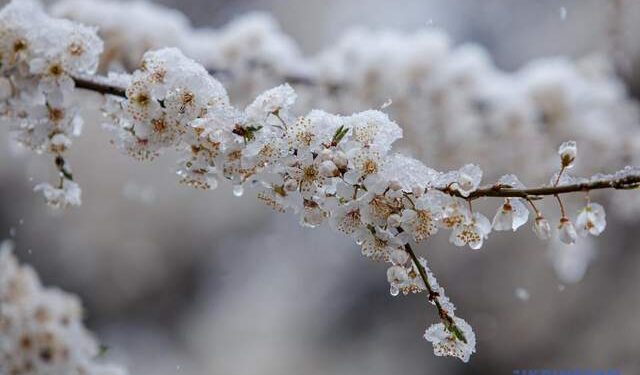 Крижаний дощ на Закарпатті: аграрії борються за врожай у квітучих садах –