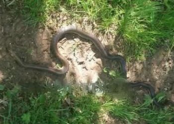 Небезпечна зустріч у лісі на Хустщині: величезний полоз атакував мисливця –