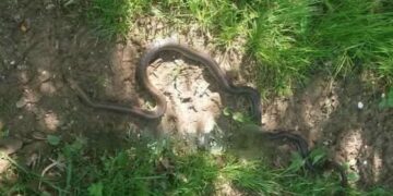 Небезпечна зустріч у лісі на Хустщині: величезний полоз атакував мисливця –