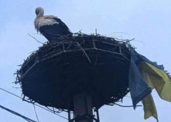 Пернатий патріот: у Перечині лелека приніс прапор України до гнізда (ФОТО) –
