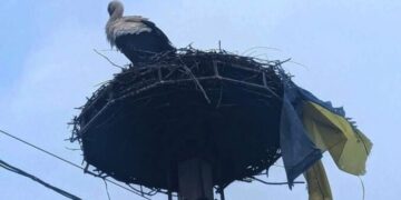 Пернатий патріот: у Перечині лелека приніс прапор України до гнізда (ФОТО) –