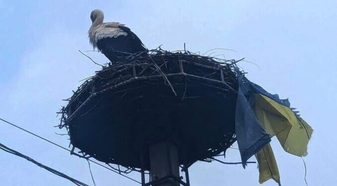 Пернатий патріот: у Перечині лелека приніс прапор України до гнізда (ФОТО) –