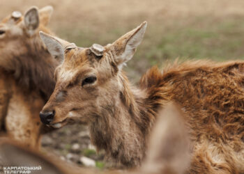 Плямисті олені, 57 гектарів і пантокрин: ферма, якої нема більше ніде в Україні