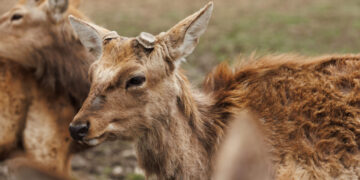 Плямисті олені, 57 гектарів і пантокрин: ферма, якої нема більше ніде в Україні