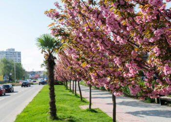 Рожева весна Ужгорода: пік цвітіння сакур в особливий час (ФОТО) –