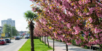 Рожева весна Ужгорода: пік цвітіння сакур в особливий час (ФОТО) –