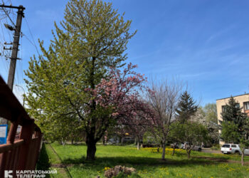 Сакурове диво Ужгорода: як прищеплюють дерева і чому іноді на одному — два цвіти