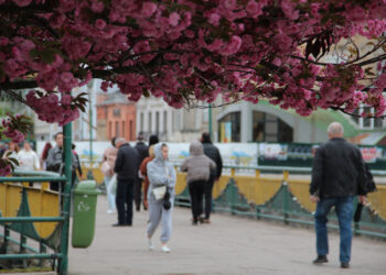 Сезон сакури в Ужгороді 2025: де шукати?