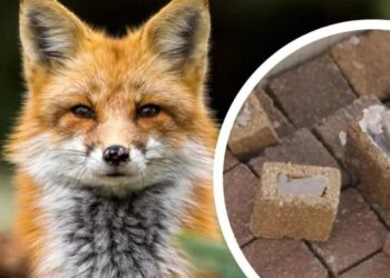 У травні на Закарпатті планово імунізуватимуть диких хижаків проти сказу