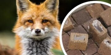 У травні на Закарпатті планово імунізуватимуть диких хижаків проти сказу