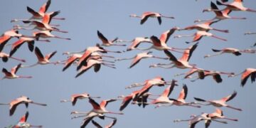 У заповідник в Одеській області повернулися рожеві фламінго. Фото, відео