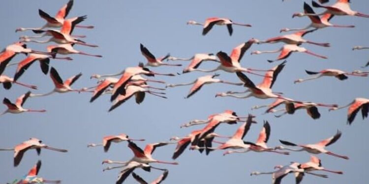 У заповідник в Одеській області повернулися рожеві фламінго. Фото, відео