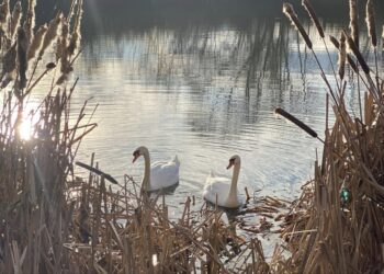 Ужгородці петицією закликають владу створити парк “Чорні озера”