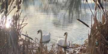 Ужгородці петицією закликають владу створити парк “Чорні озера”