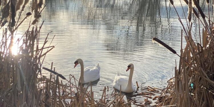 Ужгородці петицією закликають владу створити парк “Чорні озера”