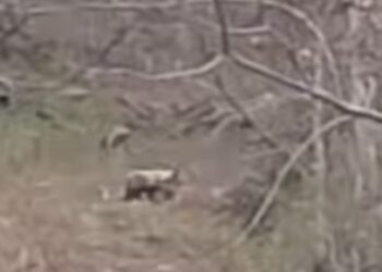 ВІДЕОФАКТ. У горах на Рахівщині прикордонники зустріли двох ведмежат
