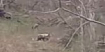 ВІДЕОФАКТ. У горах на Рахівщині прикордонники зустріли двох ведмежат