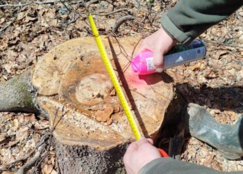 За фактом знищення на Закарпатті пралісів під дорогу для вітропарку Єфімова-Мкртчана розпочато кримінальне провадження – Офіс Генпрокурора