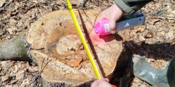 За фактом знищення на Закарпатті пралісів під дорогу для вітропарку Єфімова-Мкртчана розпочато кримінальне провадження – Офіс Генпрокурора