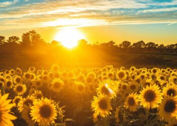 Погода на червень 2025: точний прогноз синоптиків — Закарпаття