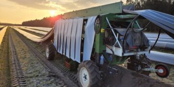 У Франції запускають роботизовану машину для збирання спаржі  – Техніка