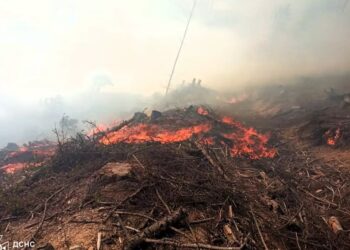 Біля Майдана на Хустщині горіло 12 га лісової підстилки та чагарників на місці колишньої вирубки (ФОТО)