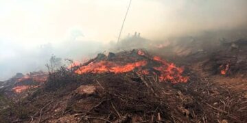 Біля Майдана на Хустщині горіло 12 га лісової підстилки та чагарників на місці колишньої вирубки (ФОТО)