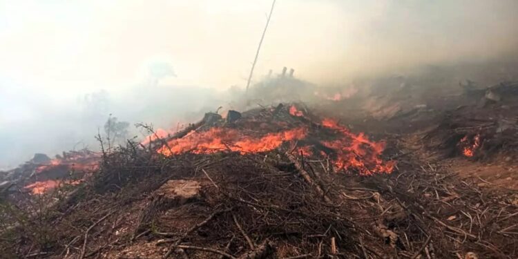 Біля Майдана на Хустщині горіло 12 га лісової підстилки та чагарників на місці колишньої вирубки (ФОТО)
