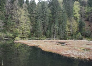 Дике озеро на Хустщині тепер ще привабливіше для туристів (ФОТО) –