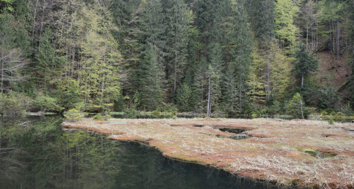 Дике озеро (Озірце) на Міжгірщині зустрічає оновленим виглядом